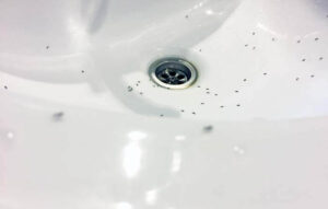 How Do I Get Rid Of Ants In My Bathroom Sink