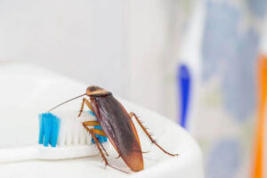 Where Do Roaches Come From In The Bathroom